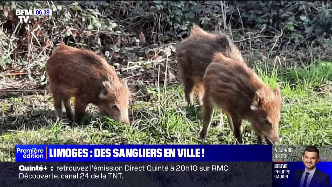 "Là, on a des traces de passages de sangliers": à Limoges, de plus en plus de sangliers s'aventurent en ville