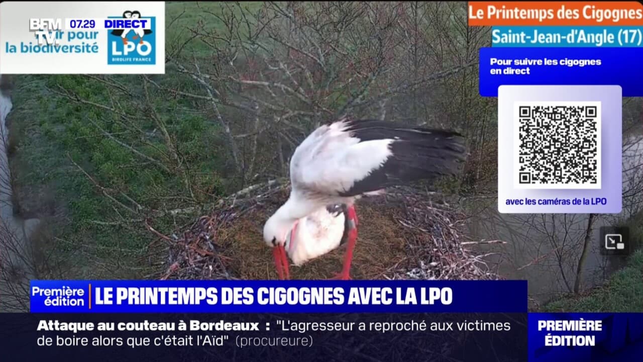 "Le printemps des cigognes": à quoi servent les bagues que portent les oiseaux?