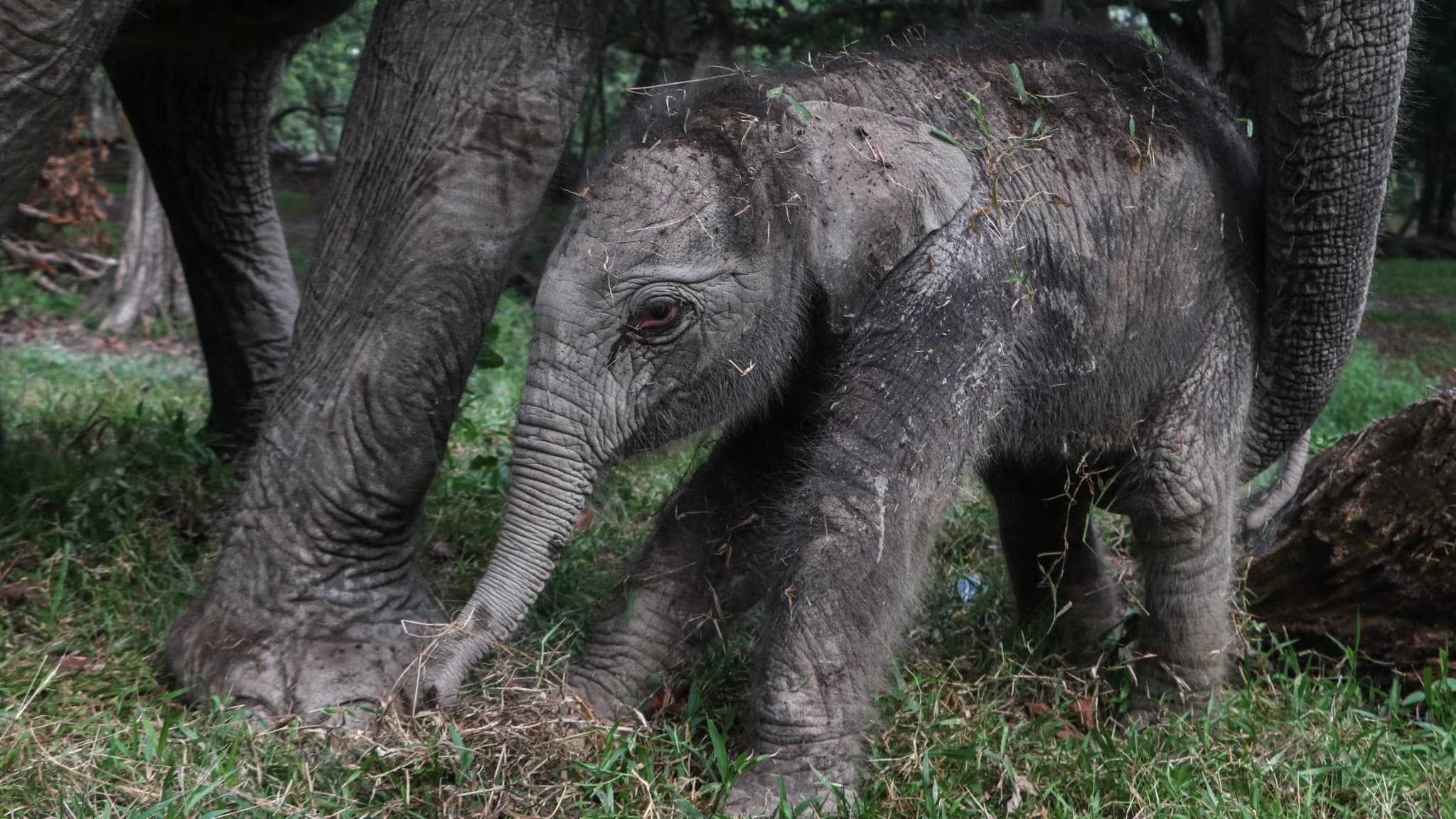 rare naissance d'un éléphant de Sumatra, une espèce en danger critique d'extinction