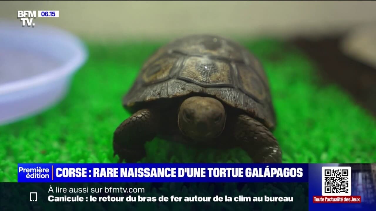 rare naissance d'une tortue Galápagos à Ajaccio, une première en France