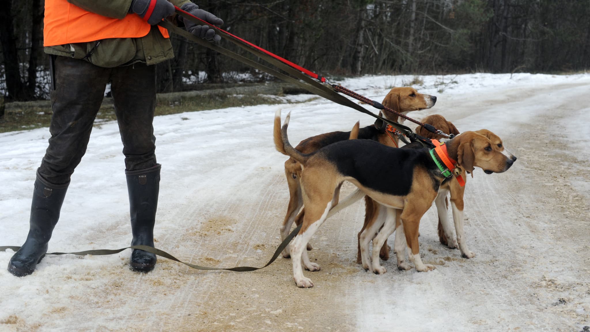 trois chiens de chasse meurent de la maladie d’Aujeszky, transmise par des sangliers