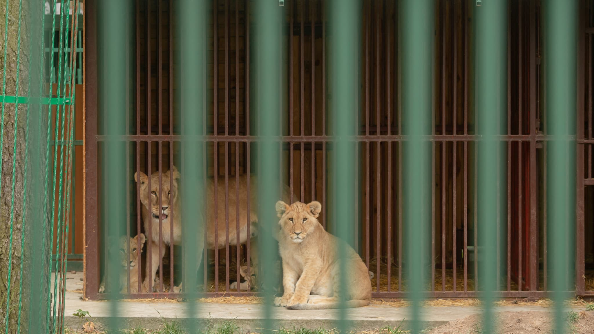 trois lions secourus d'Ukraine ont trouvé refuge en Bourgogne