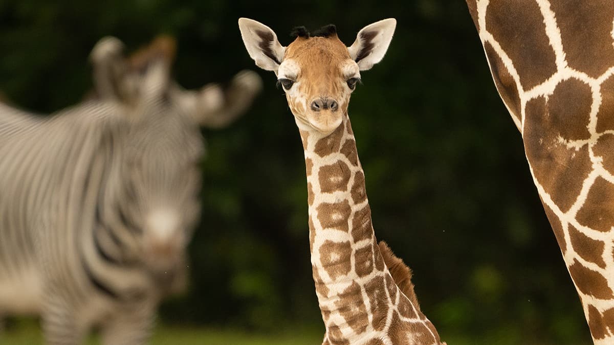un bébé girafe se brise le cou et meurt dans un zoo de Miami