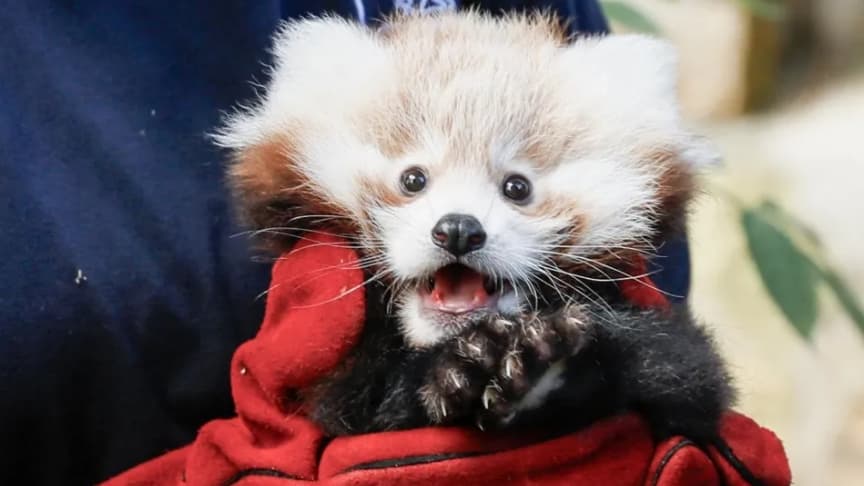 un bébé panda roux meurt effrayé par des feux d'artifice