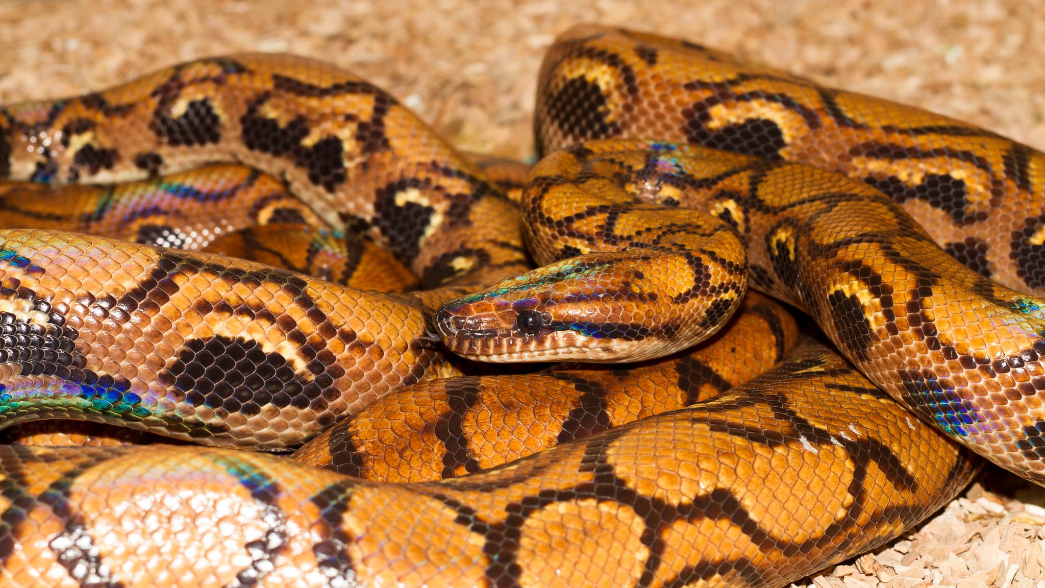un boa a eu 14 petits sans avoir été en contact avec un autre serpent en 9 ans