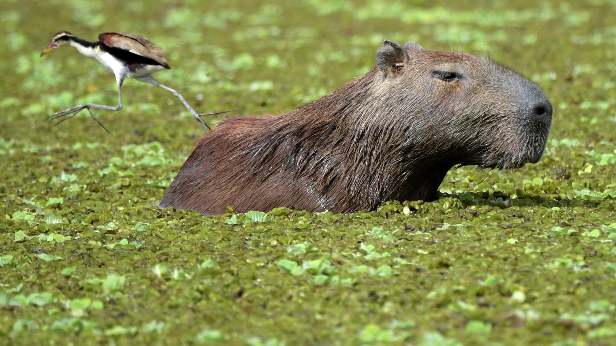 un capybara s'évade d'un zoo, le parc lance un appel à témoins pour retrouver le rongeur