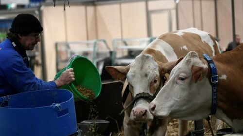 un « cas isolé » de vache folle détecté dans une ferme