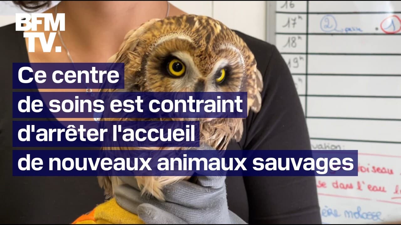 un centre de soins pour la faune sauvage arrête l'accueil de nouveaux animaux par manque de moyens financiers