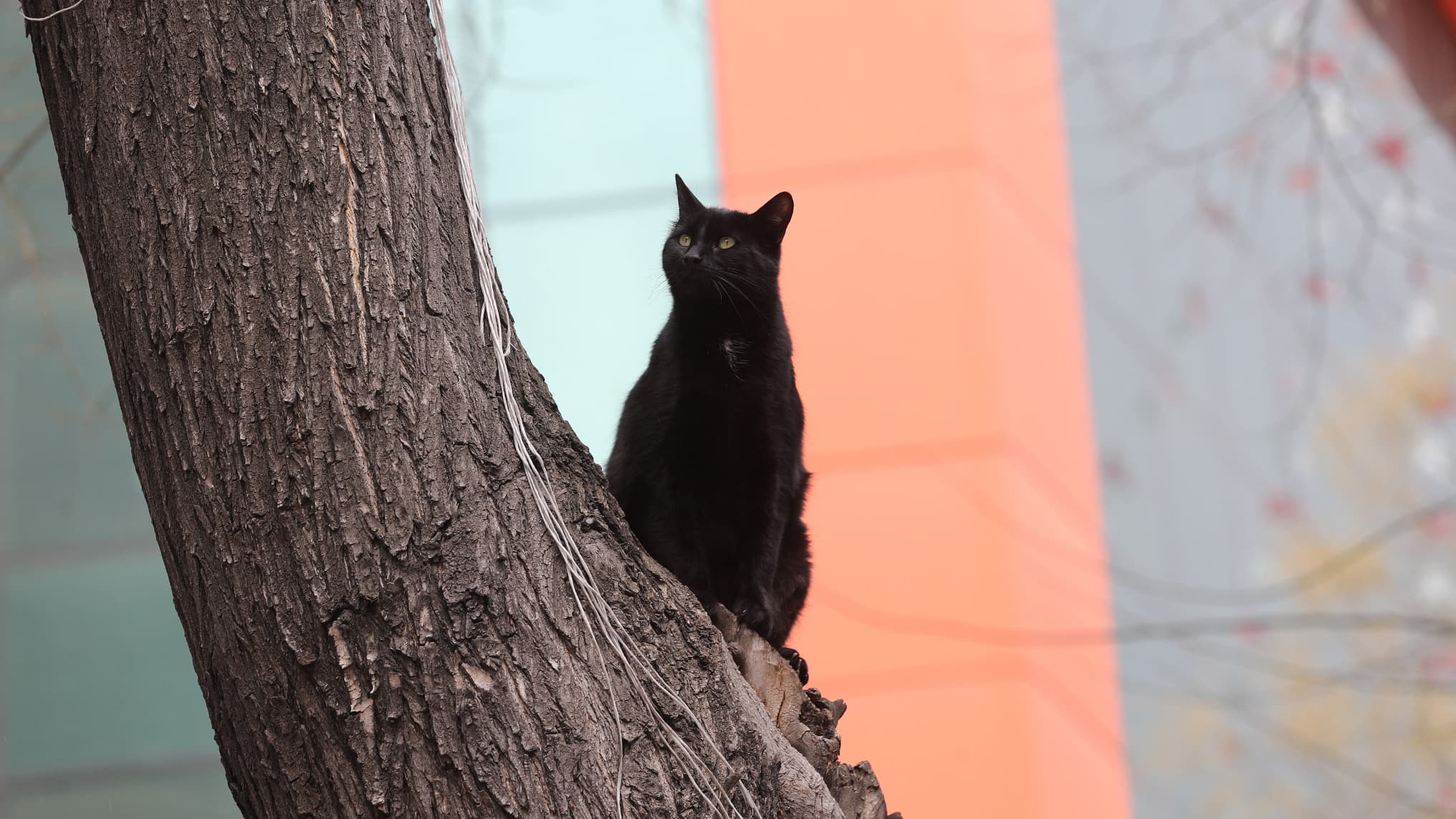 un chat coincé dans un arbre sauvé par des habitants de Chambéry