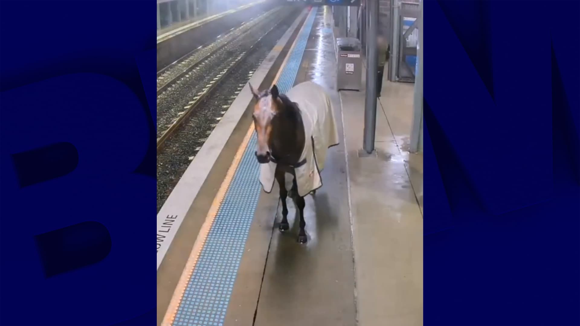 un cheval crée la panique sur un quai de métro de Sydney