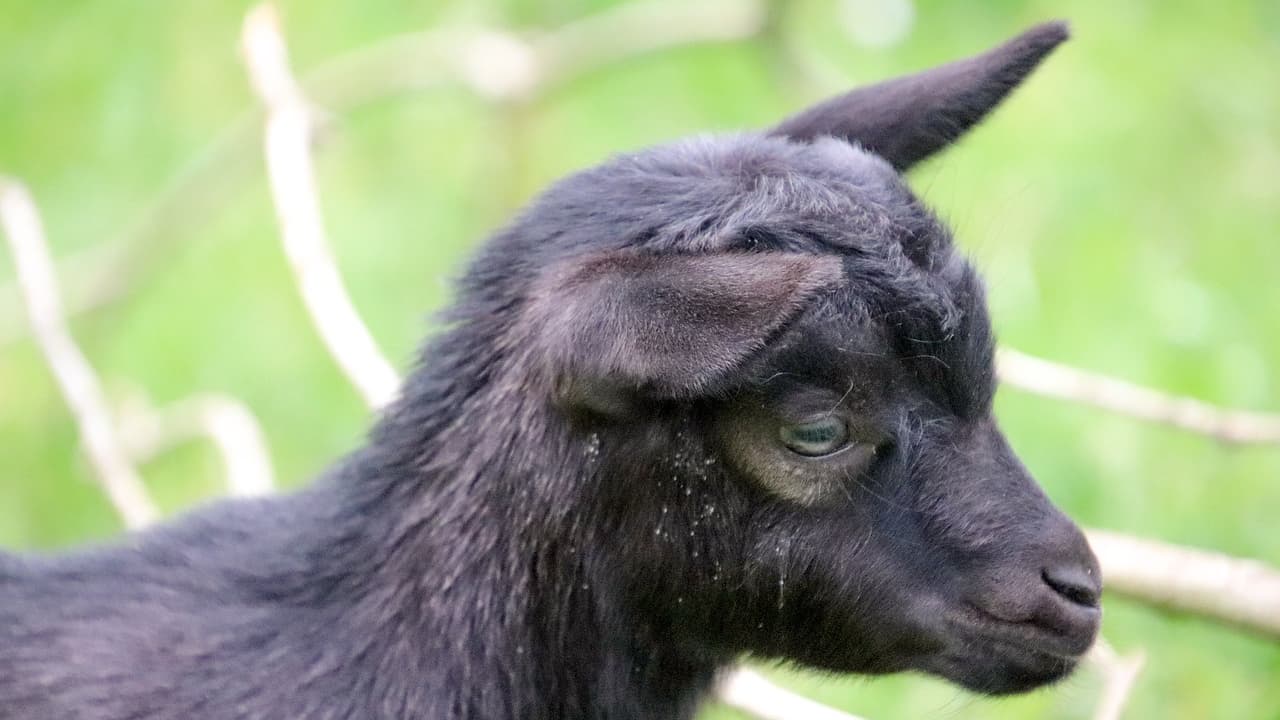 un chevreau sauvé après avoir passé quatre jours coincé sur une falaise