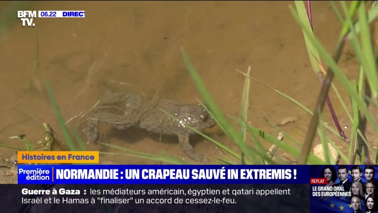 un crapaud en voie d'extinction sauvé in extremis dans l'Eure