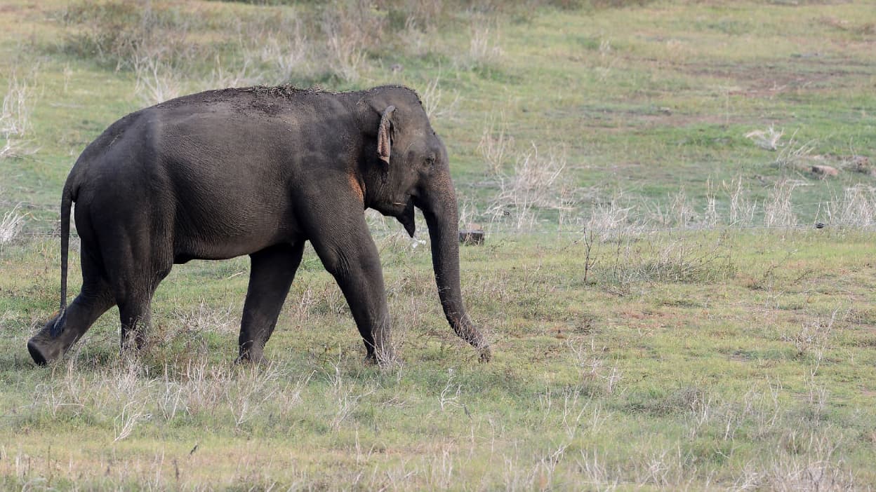 un éléphant reçoit pour la première fois un vaccin à ARN messager contre l'herpès