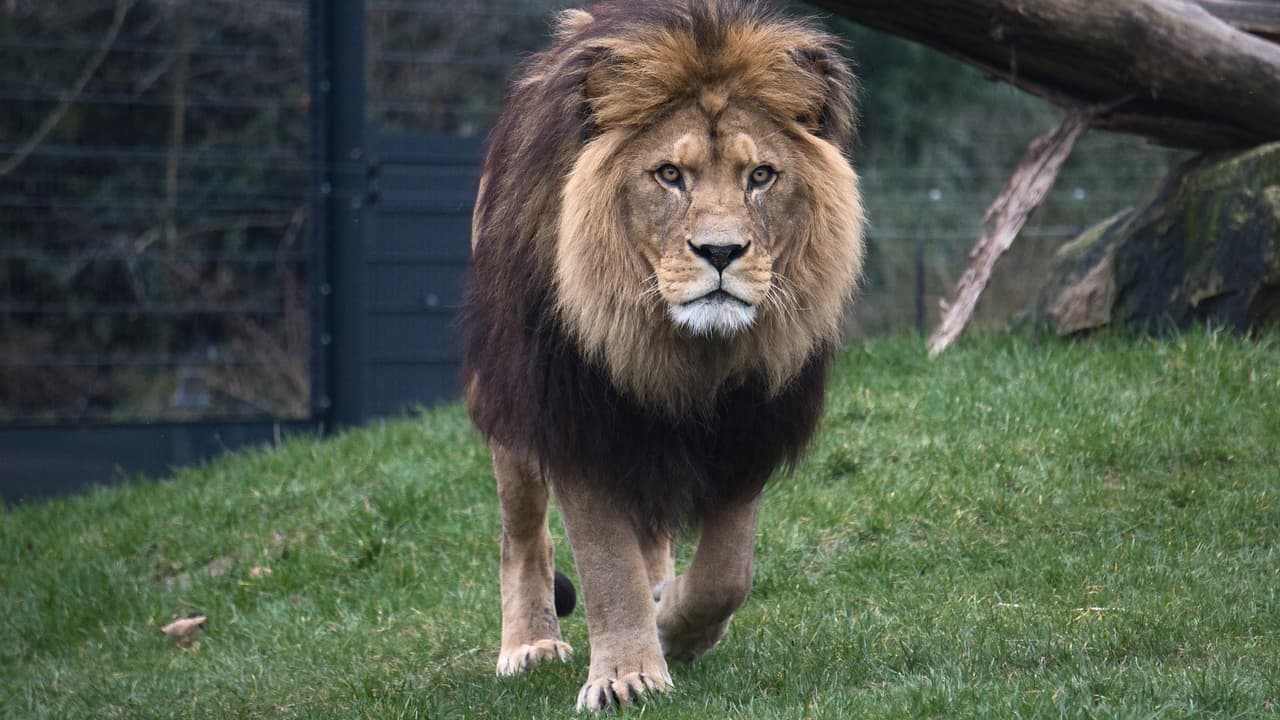 un employé de zoo se retrouve enfermé dans un enclos avec des lions, une enquête ouverte