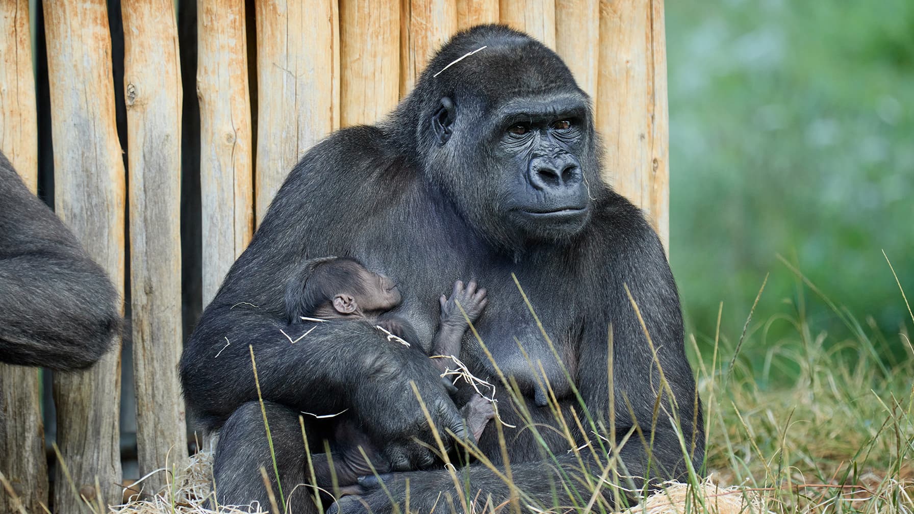 un gorille en "danger critique d'extinction" est né au zoo de La Palmyre