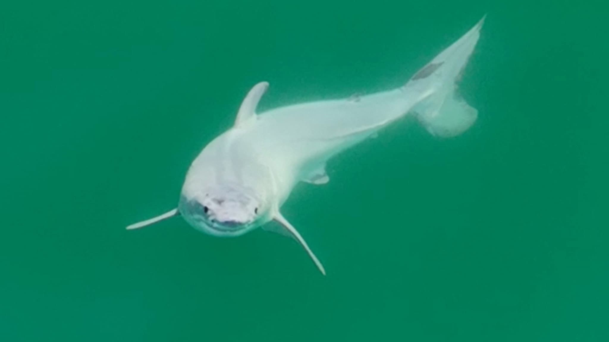 un grand requin blanc nouveau-né probablement photographié pour la première fois