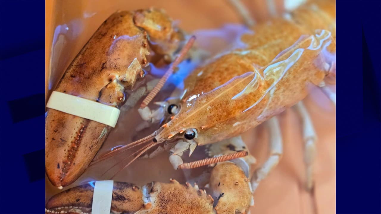 un homard orange "ultra-rare" relâché dans l'océan après avoir atterri dans une épicerie