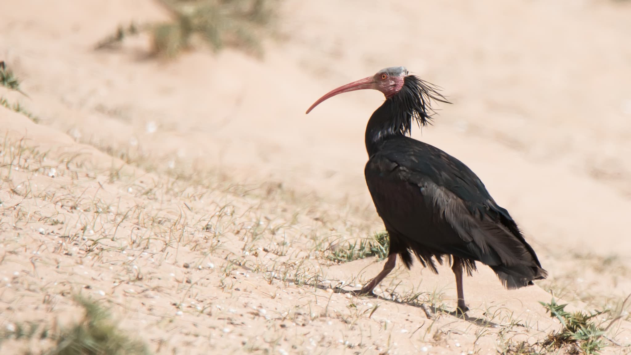 un ibis chauve aperçu par des ornithologues 300 ans après avoir disparu de la région