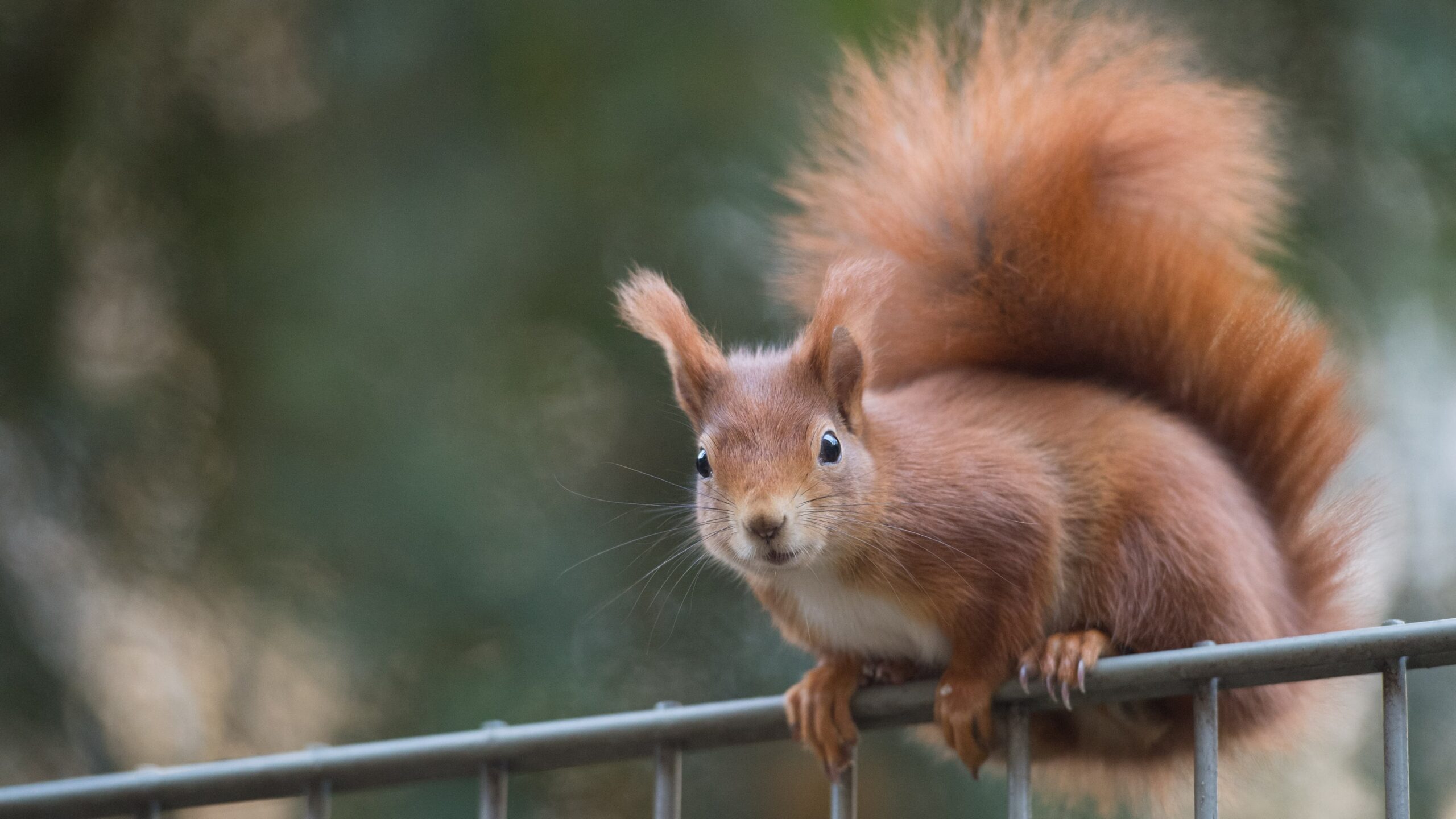 un jeune écureuil sauvé par une association dans l'Oise