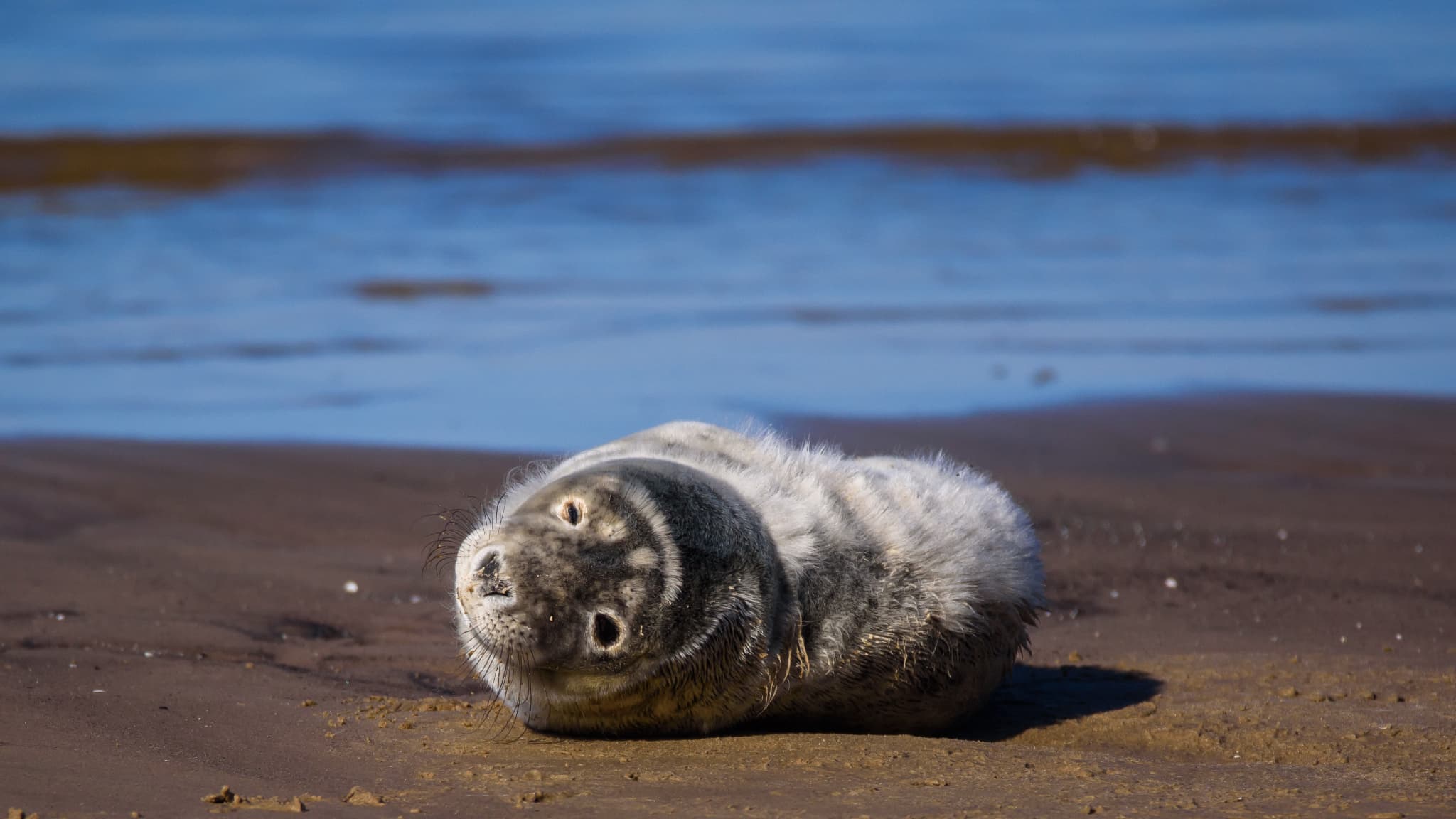 un jeune phoque a été retrouvé à bout de forces, échoué sur une plage à Cléder