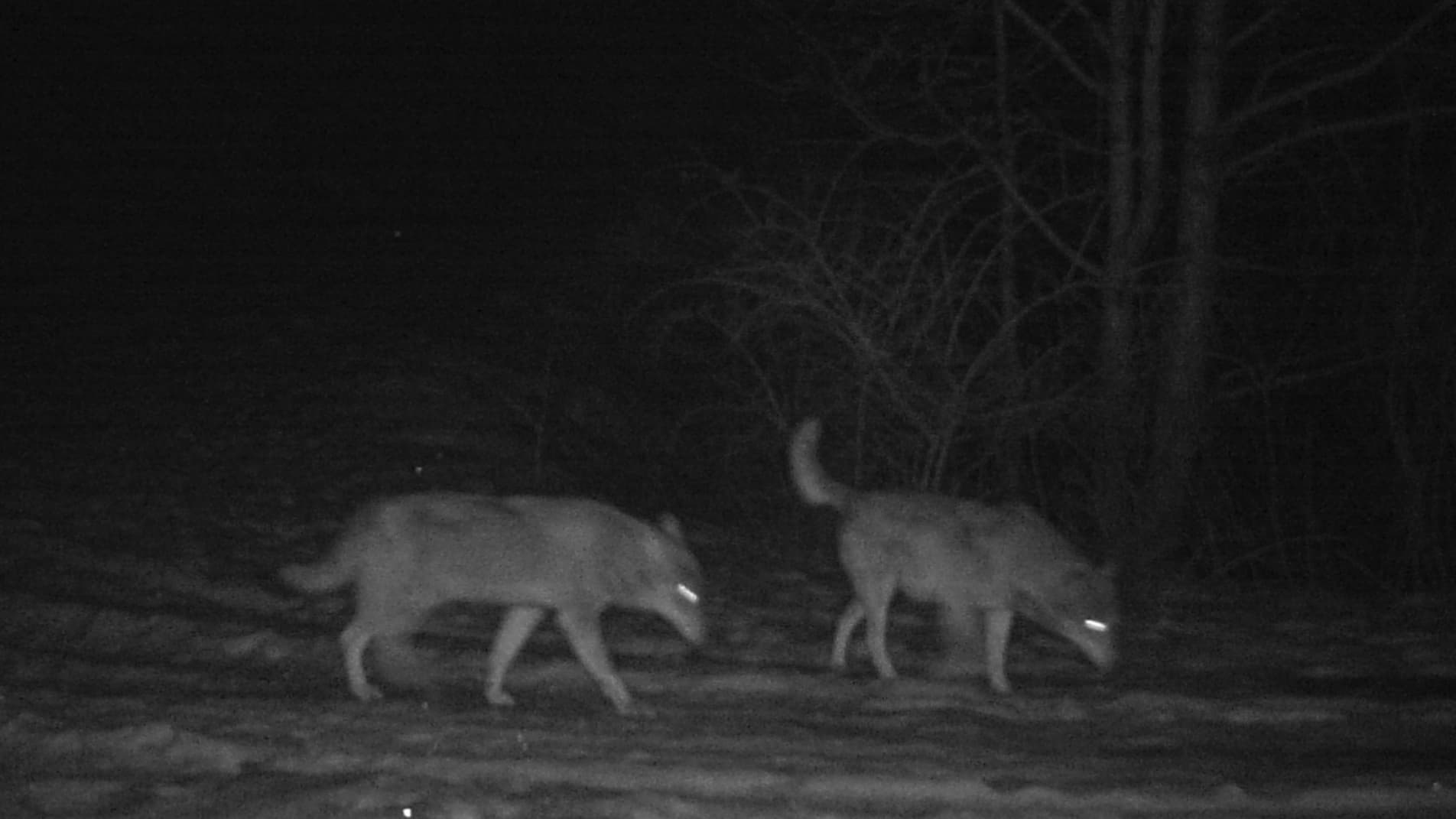 un loup aperçu dans la région, une première après un siècle d'absence