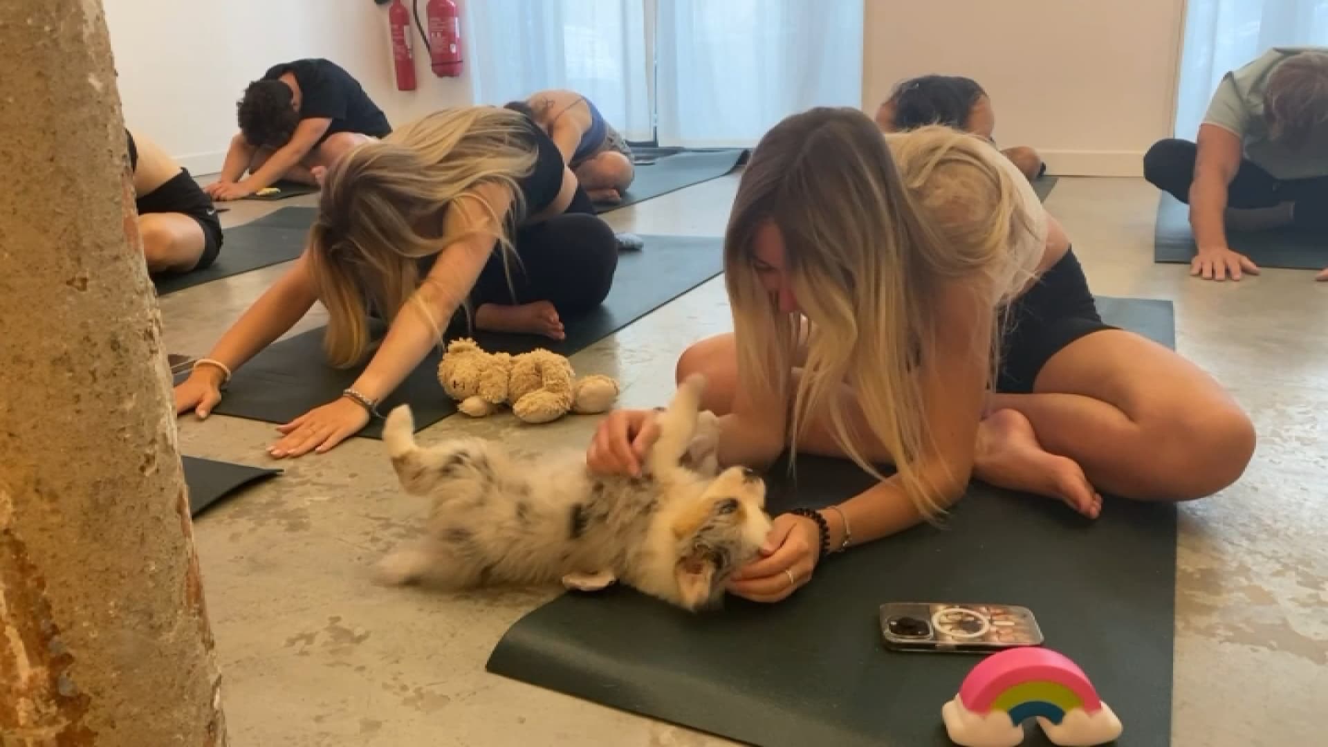 un ministre néerlandais veut interdire le "puppy yoga"