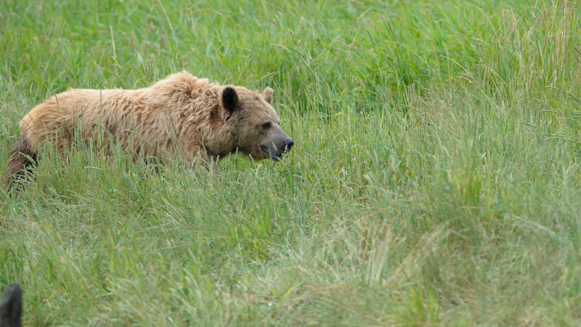 un ours jugé "dangereux" pour les randonneurs abattu dans les Alpes