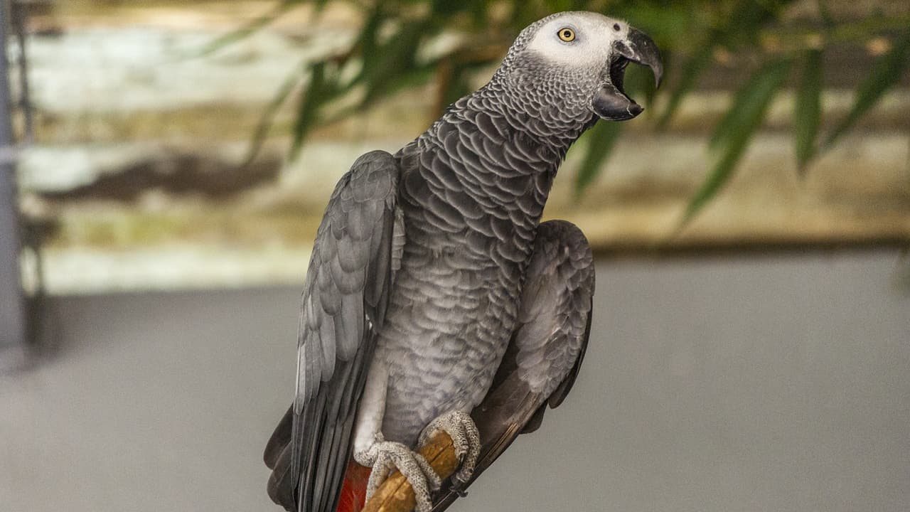 un parc animalier lance un appel pour retrouver son perroquet qui a été volé