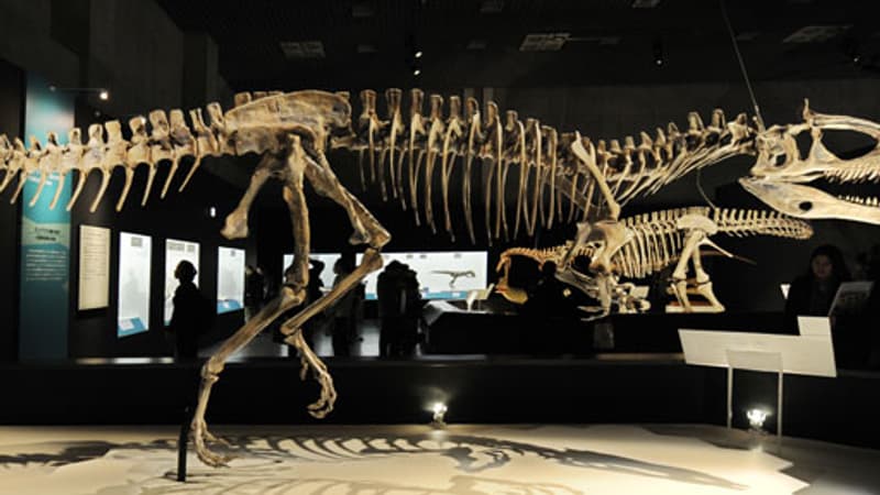 un passionné d'archéologie découvre un os de dinosaure en promenant son chien