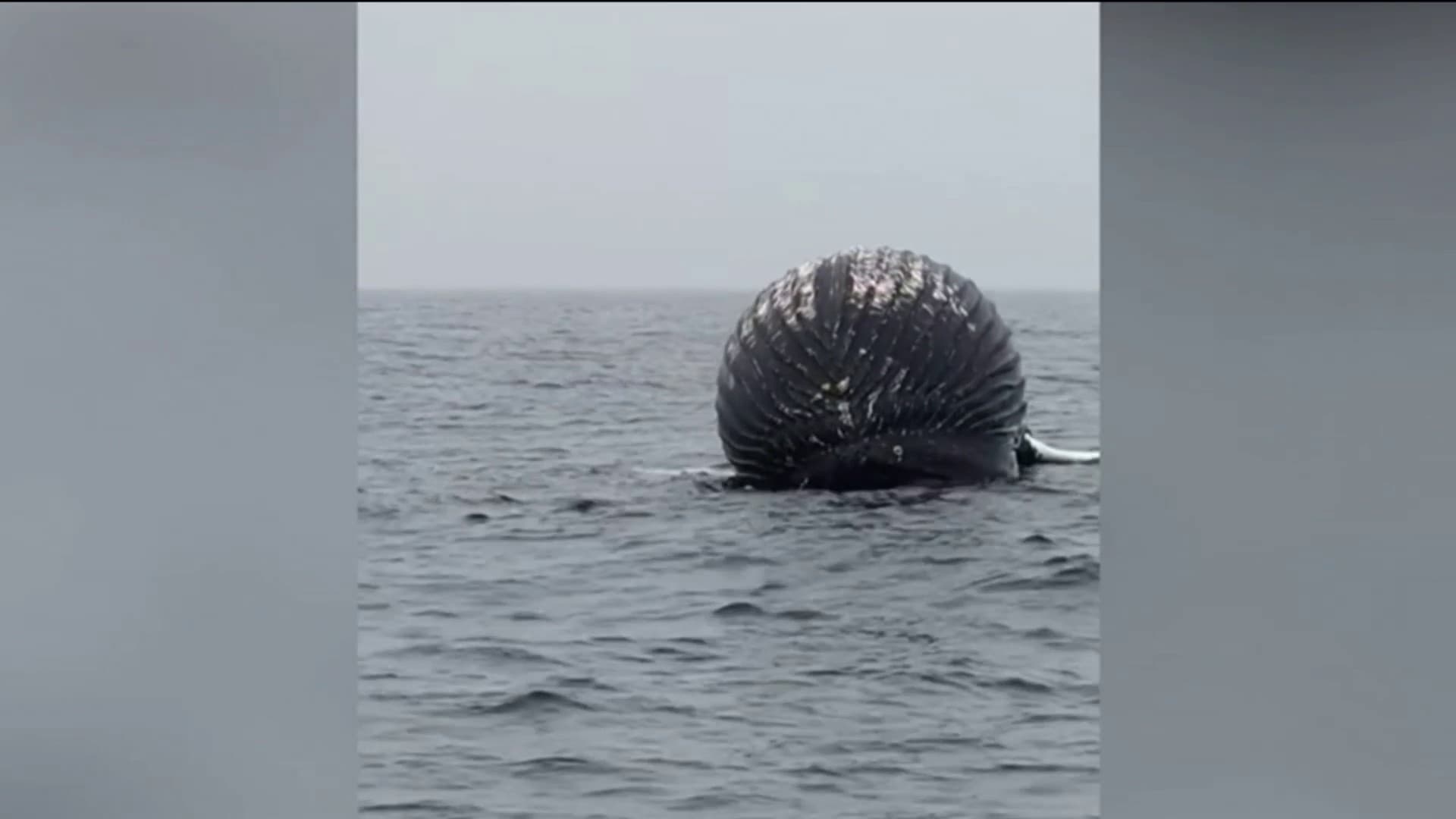 un pêcheur norvégien tombe sur une baleine sur le point d'exploser