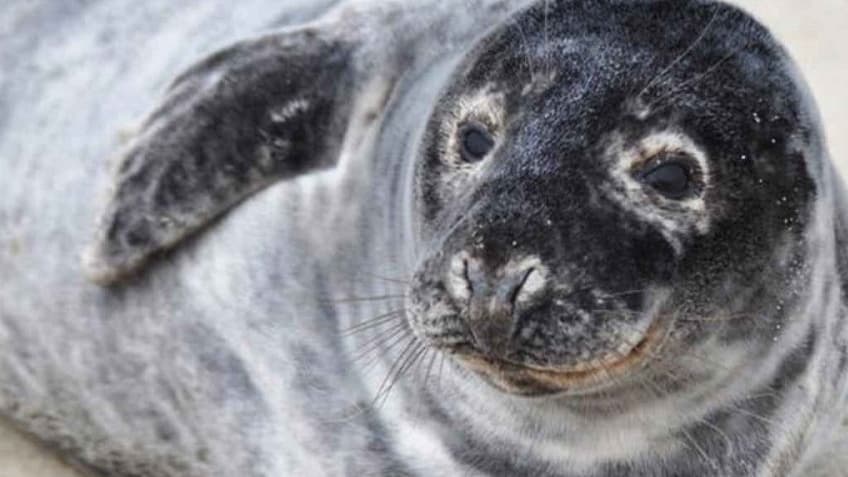 un phoque retrouvé mort sur une route de Bretagne