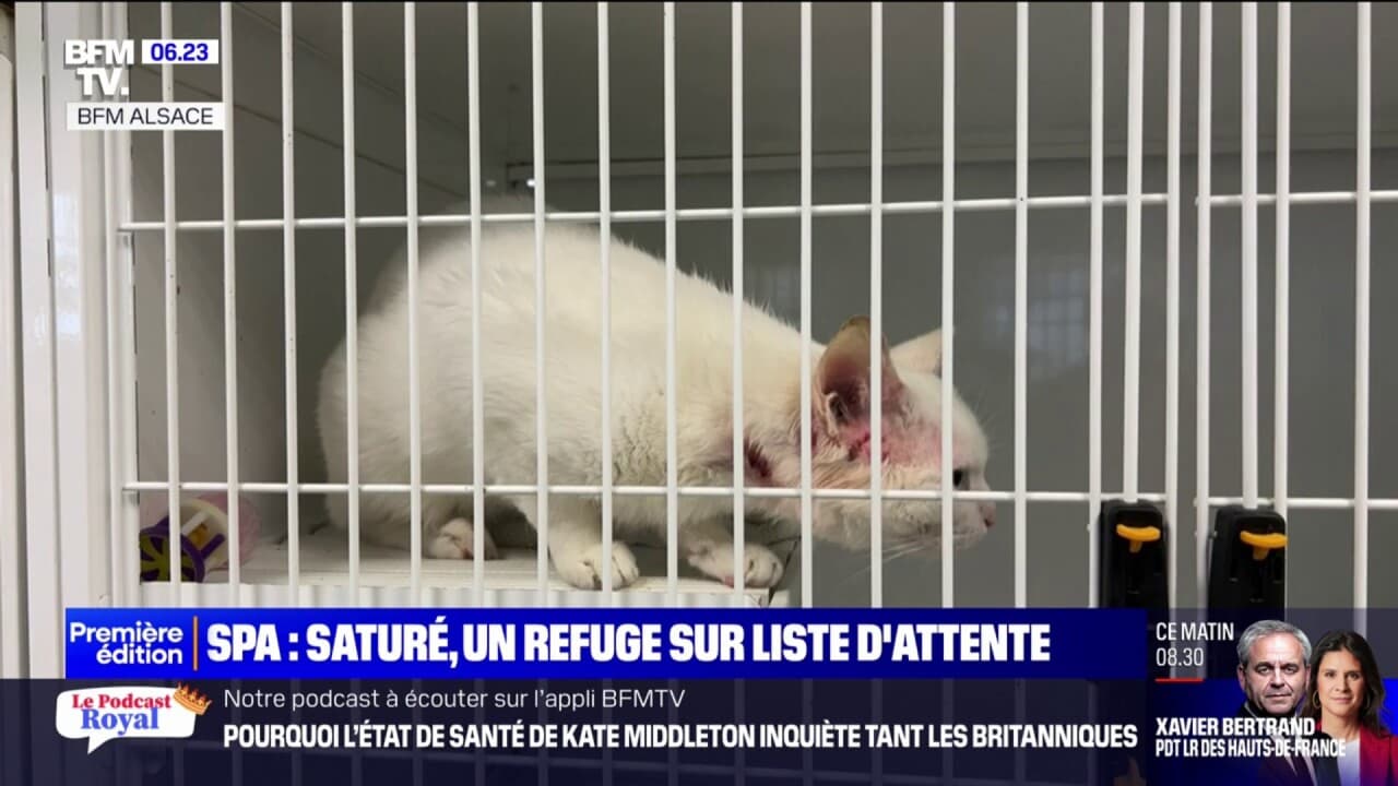 un refuge de la SPA saturé met en place une liste d'attente pour les propriétaires qui souhaitent remettre leur chien