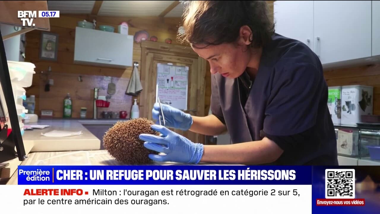 un refuge pour sauver les hérissons en voie de disparition