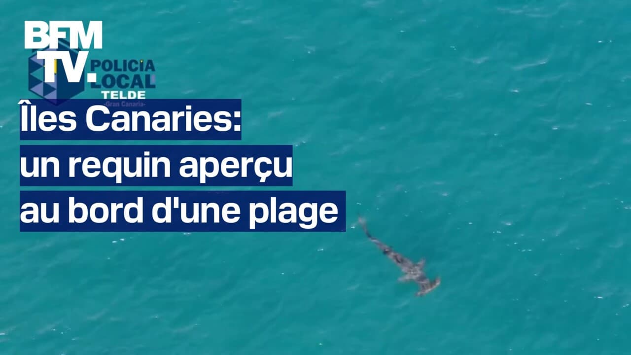 un requin aperçu au bord d'une plage