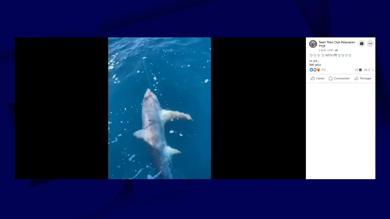 un requin de 4 mètres attrapé lors d'un concours de pêche au thon en Méditerrannée