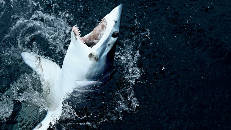 un requin-taupe, une espèce menacée, "tué accidentellement"