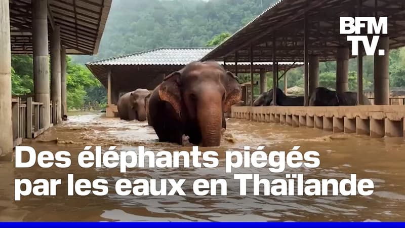 un sanctuaire d'éléphants inondé après le passage du typhon Yagi