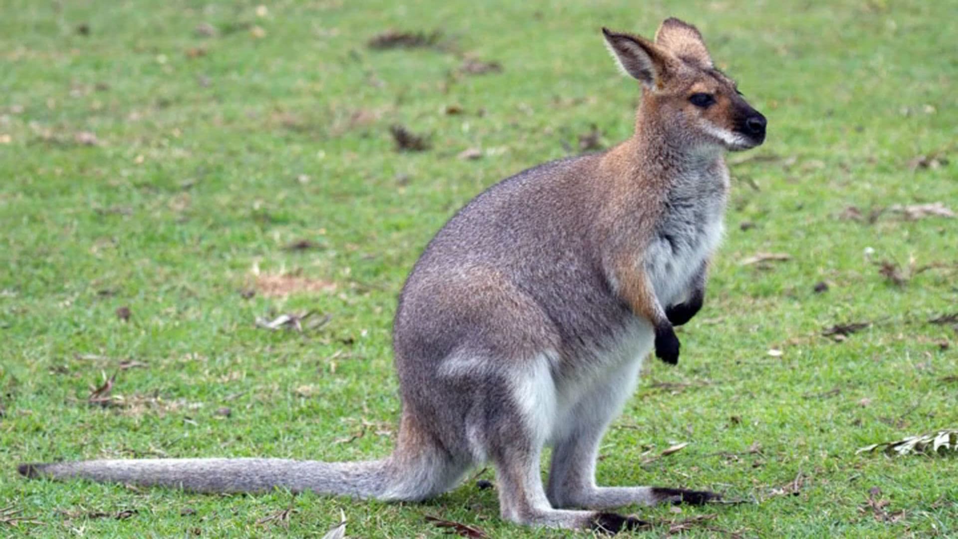 un wallaby en fuite retrouvé dans un jardin, son propriétaire activement recherché