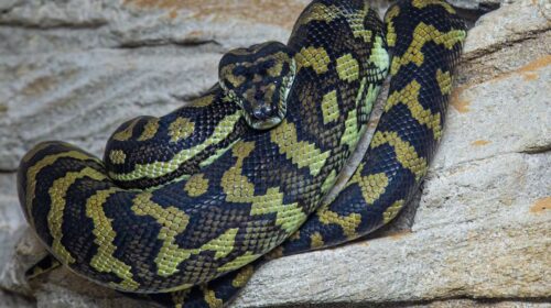 les serpents venimeux amenés à migrer en masse selon une étude