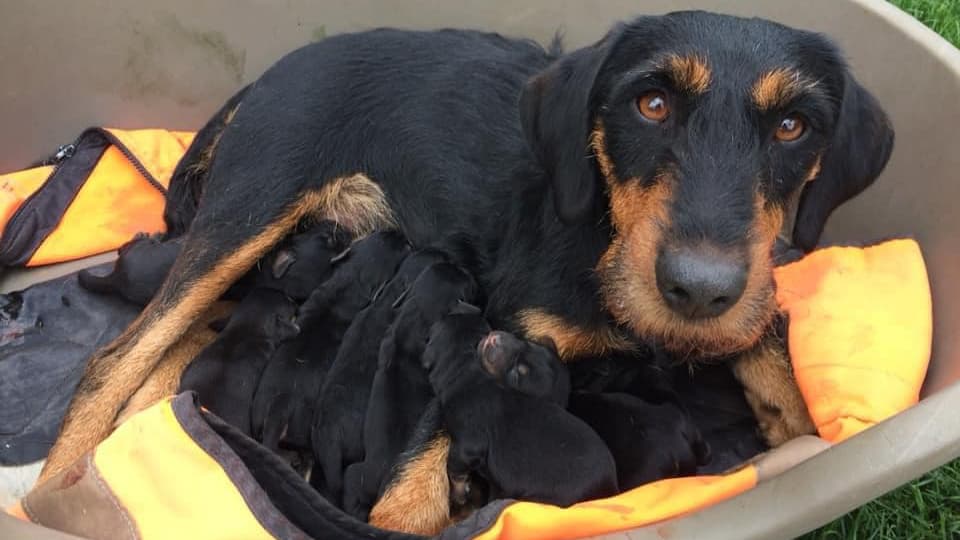 une chienne secourue après être restée coincée sous terre pendant quatre jours