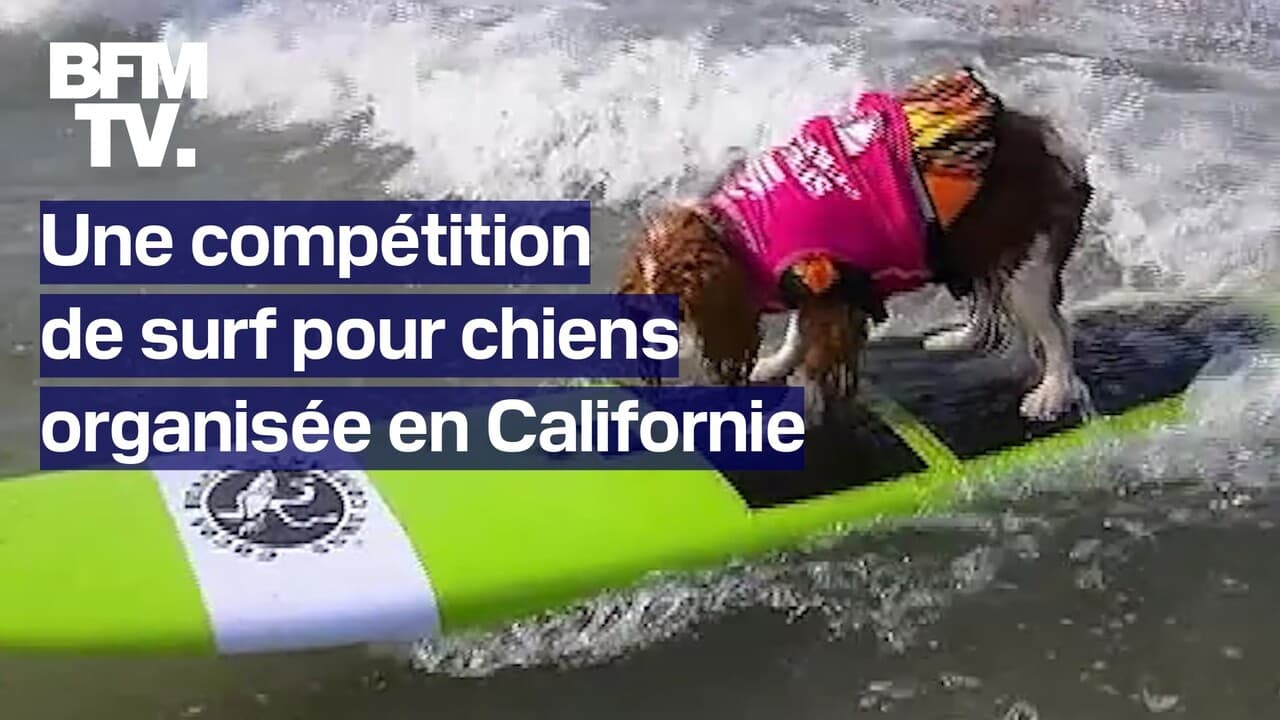 une compétition de surf pour chiens organisée à San Diego en Californie