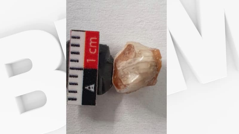 une dent de lait vieille de 55.000 ans découverte en Charente-Maritime