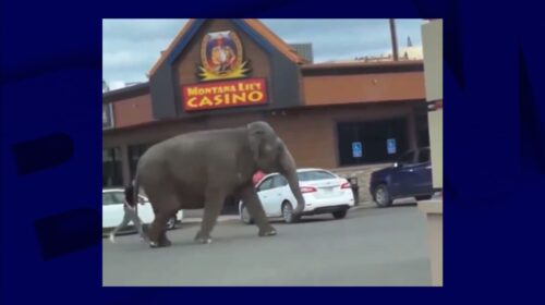 une éléphante s’échappe d’un cirque et erre dans les rues d’une ville du Montana