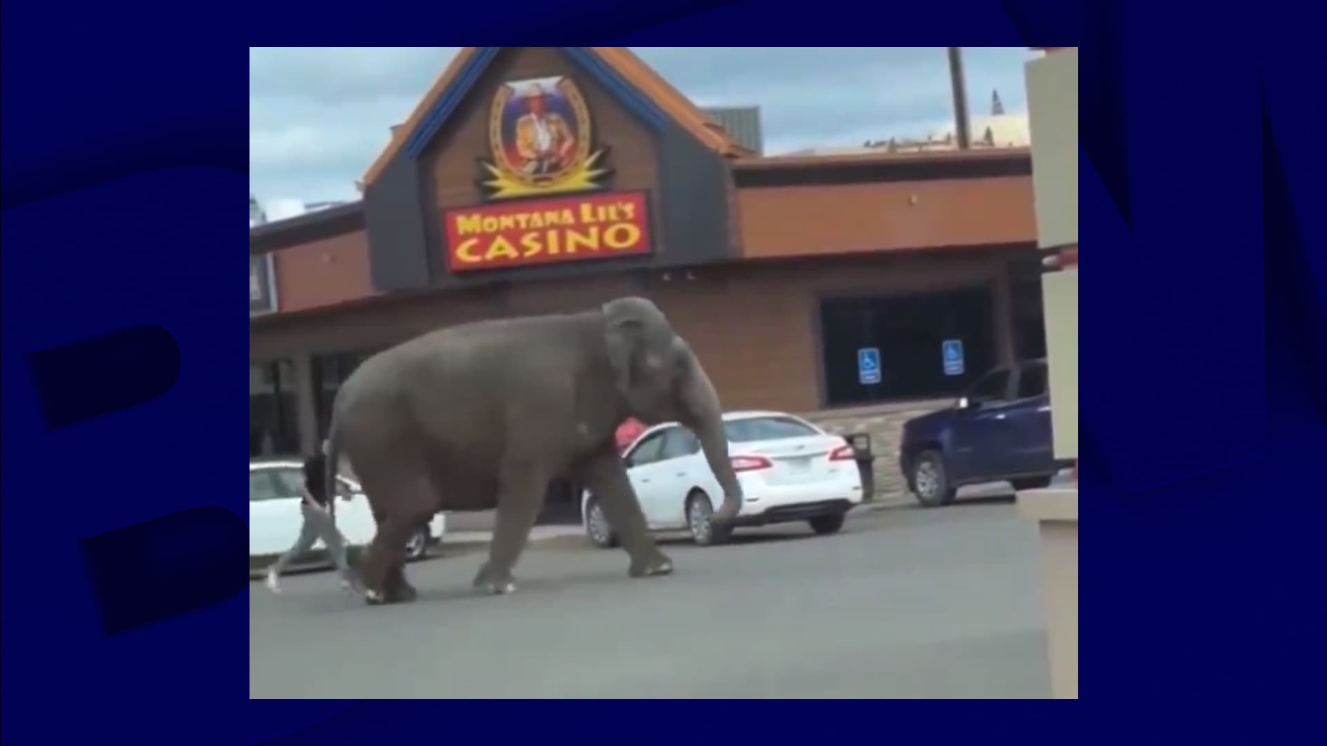 une éléphante s'échappe d'un cirque et erre dans les rues d'une ville du Montana