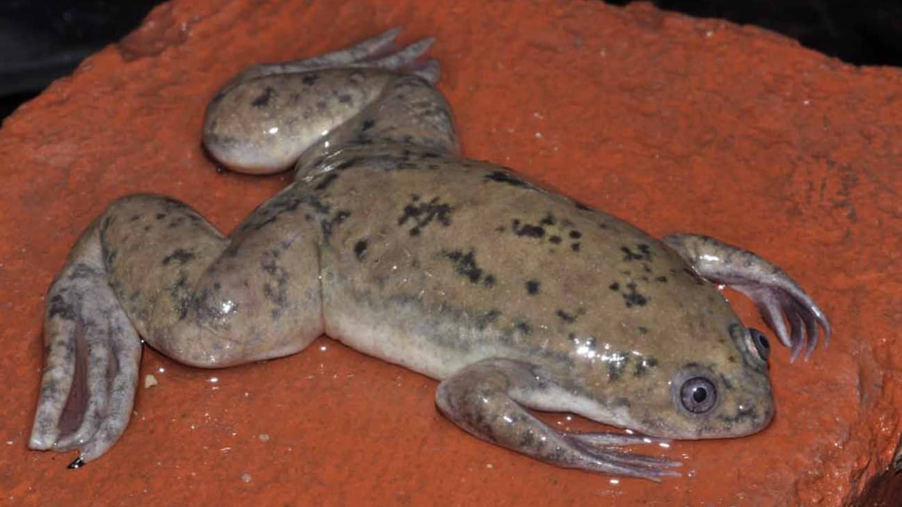 une grenouille invasive bientôt éradiquée près de Toulouse