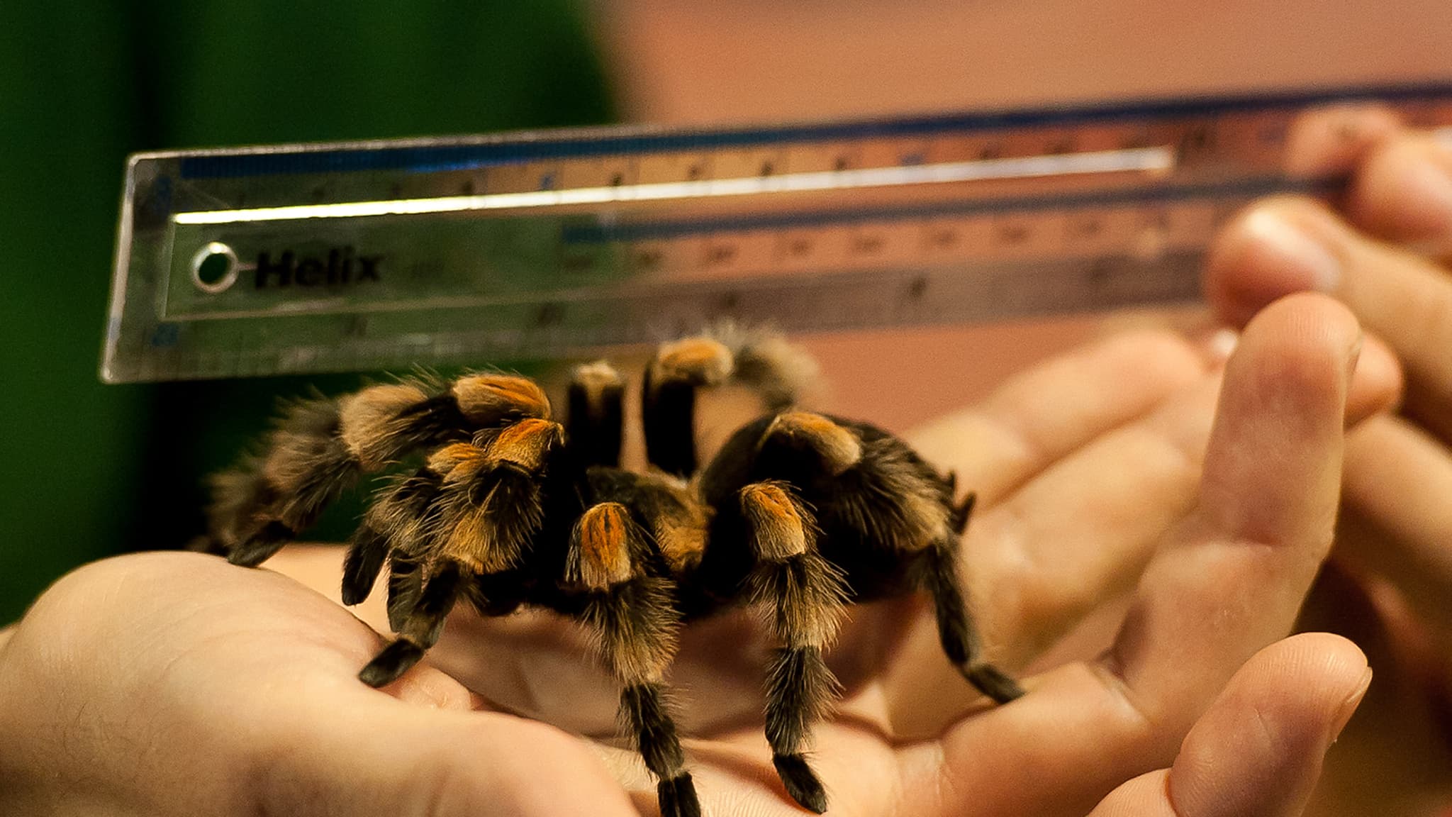 une mygale retrouvée vivante dans un colis dans un bureau de poste