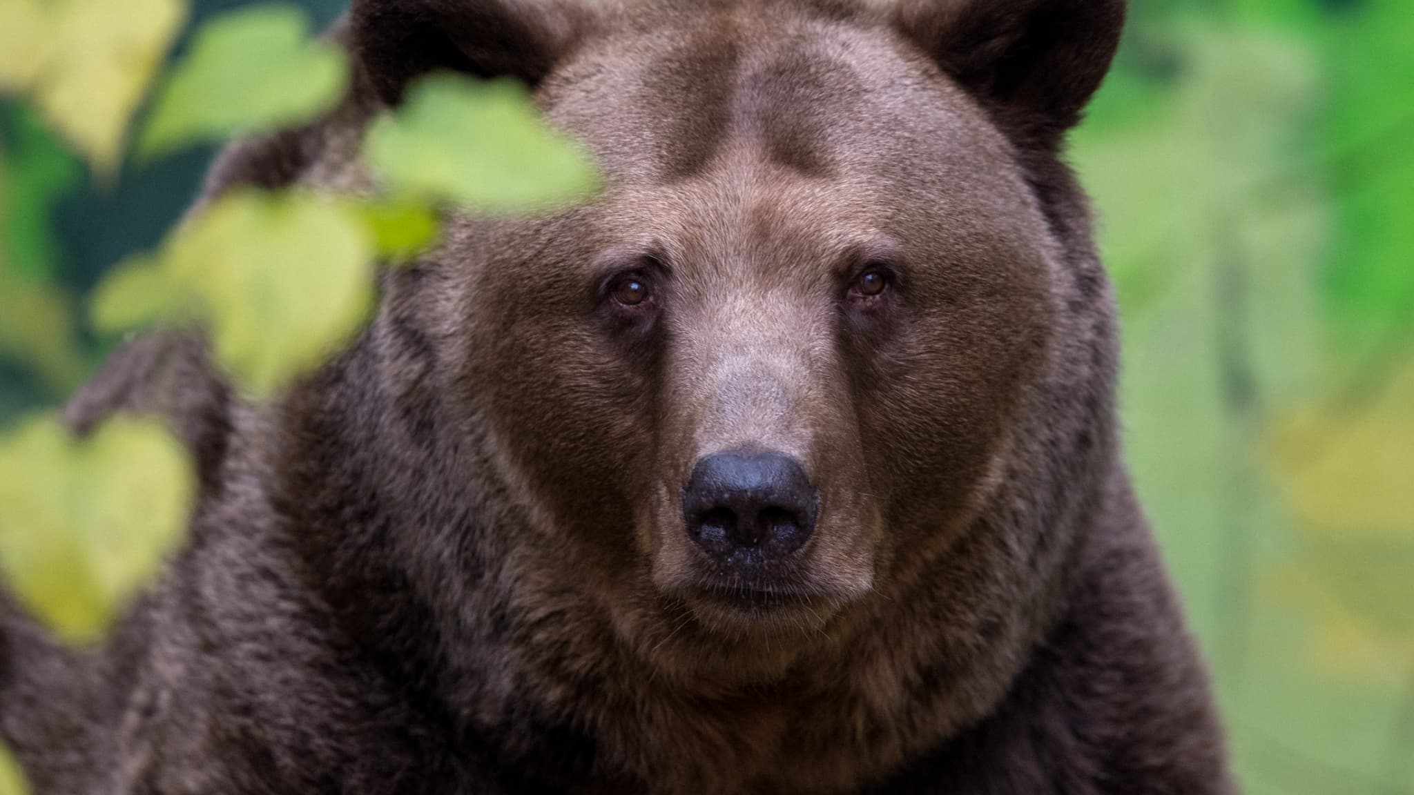 une nouvelle attaque d'ours fait cinq blessés, trois jours après la mort d'une randonneuse