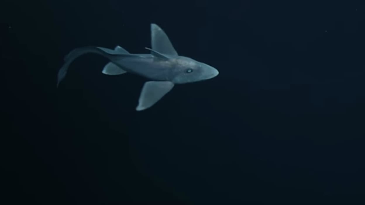 une nouvelle espèce de requin fantôme identifiée en Nouvelle-Zélande