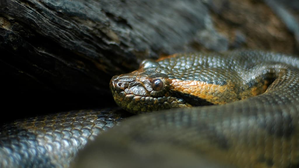 une nouvelle espèce de serpents géants découverte par la série documentaire de Will Smith