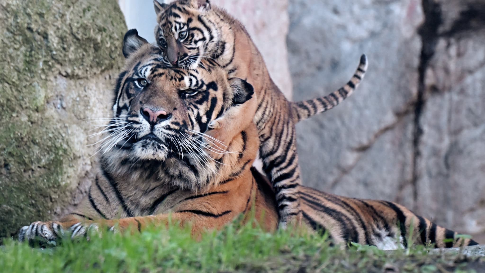 une petite tigresse de Sumatra devient la star du zoo de Rome